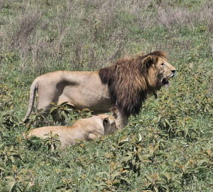 3-Day Serengeti & Ngorongoro Wildebeest Calving Safari