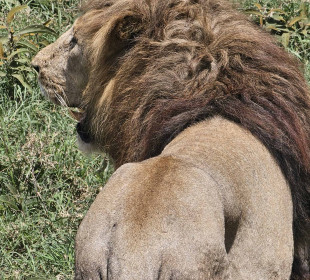 3-Day Tanzania Serengeti & Ngorongoro Crater Safari