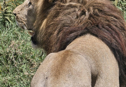 3-Day Tanzania Serengeti & Ngorongoro Crater Safari