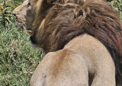 3-Day Tanzania Serengeti & Ngorongoro Crater Safari