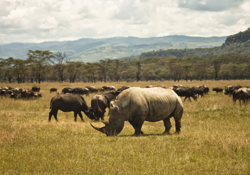 37 Rhino L Nakuru Nat Park Courtersy Of Kristian Ahrenst