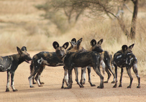 40 Wild Dog In Samburu