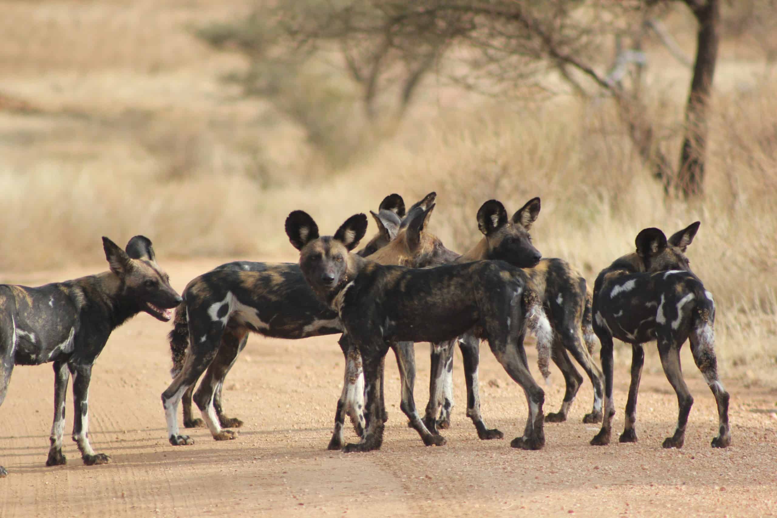 40 Wild Dog In Samburu