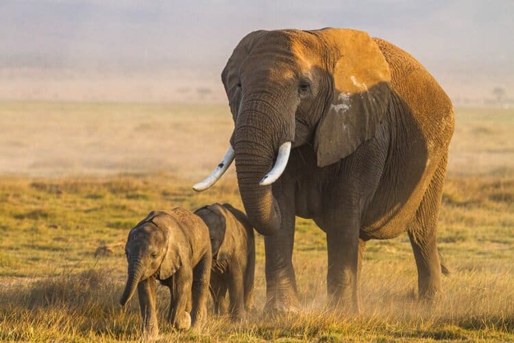 A Mother Elephant And Her Twin Calfs