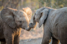 15-Day Ultimate Legends of the Wild Kenya Tanzania Safari