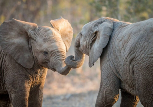 An Elephant Love Story In The Wild