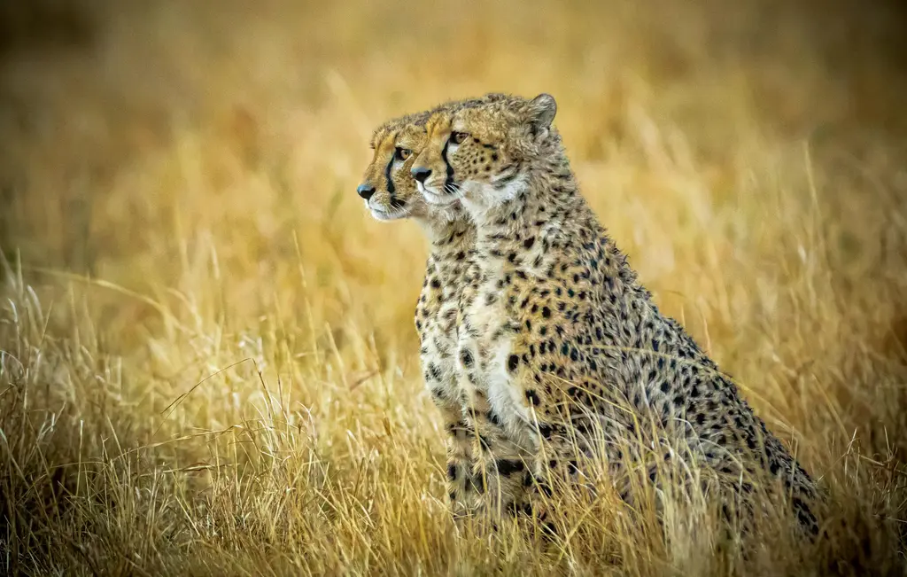Cheetah Brothers