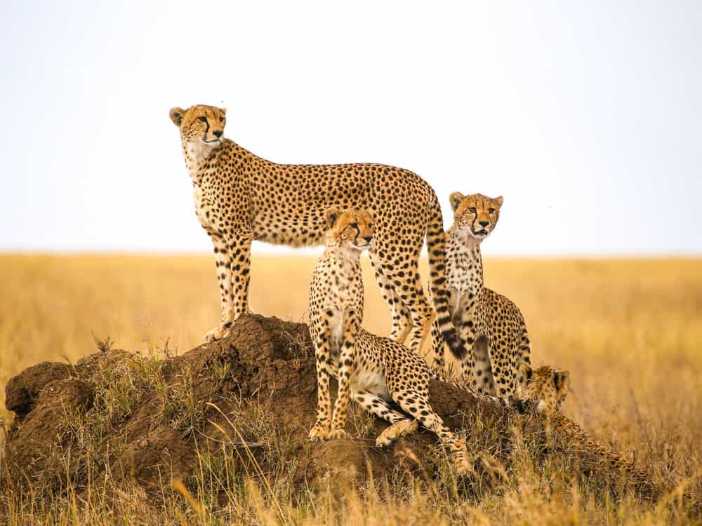 Cheetahs,watching,prey,in,serengeti,national,park,,tanzania