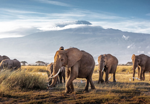 Elephants In Amboseli Copy (2)