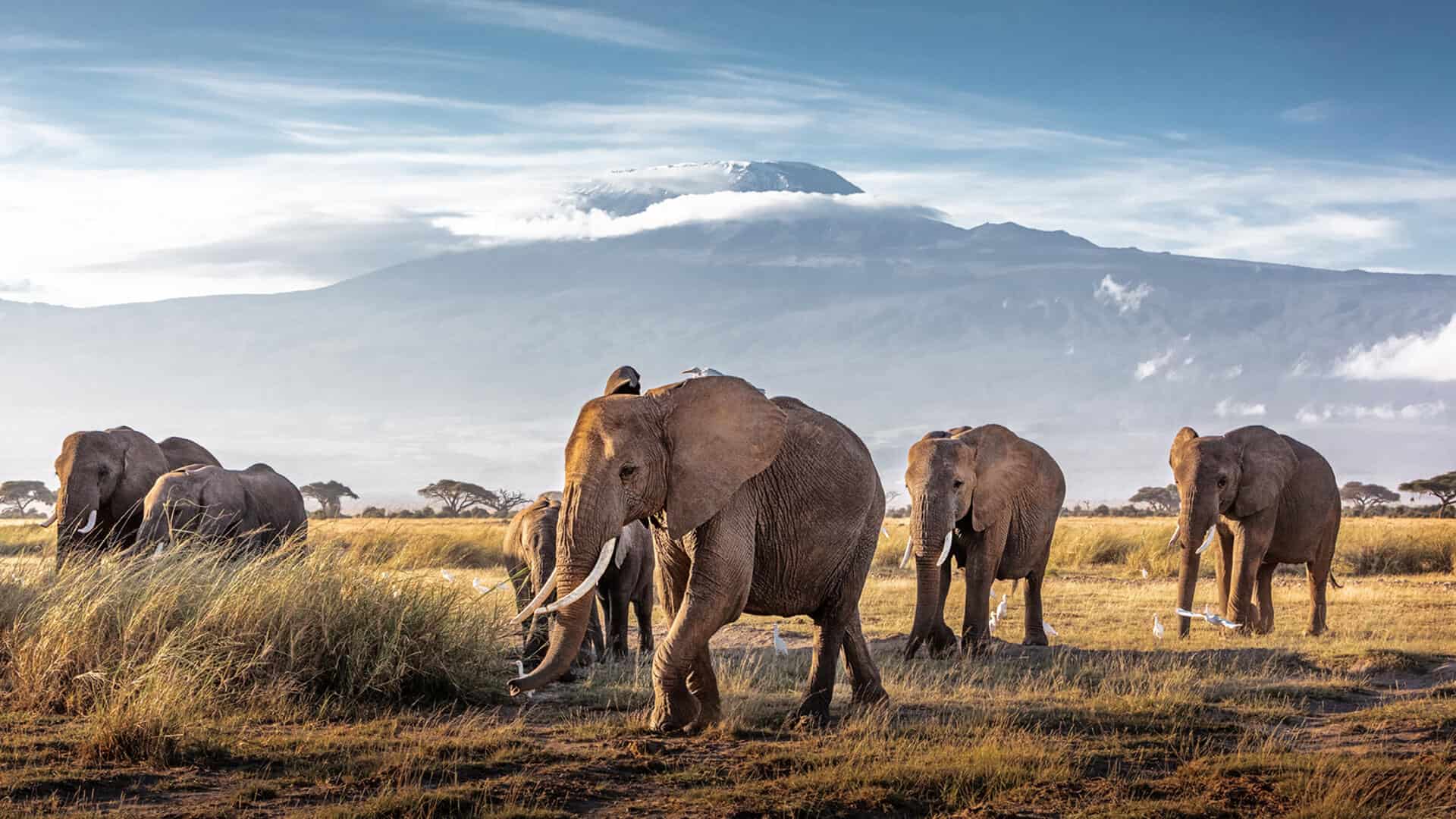 Elephants In Amboseli Copy (2)