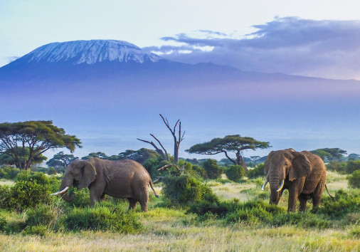 Elephants,and,kilimanjaro