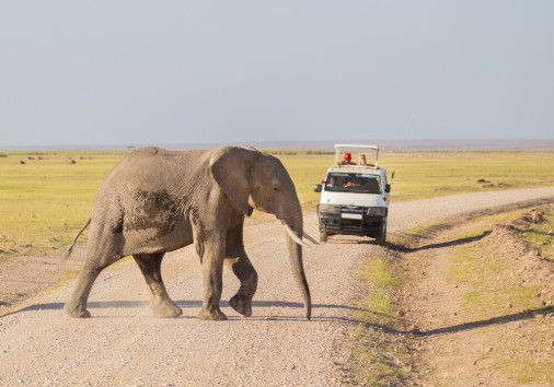 Tourists,in,safari,jeeps,watching,and,taking,photos,of,big