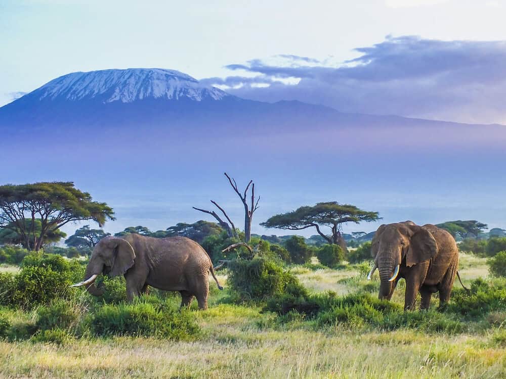 Elephants,and,kilimanjaro