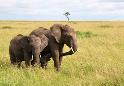 Elephants In Masai Mara Copy