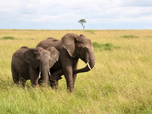 Elephants In Masai Mara Copy