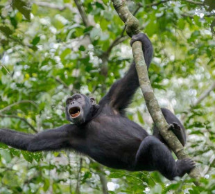 3-Day Gorilla Trekking at Bwindi Impenetrable National Park