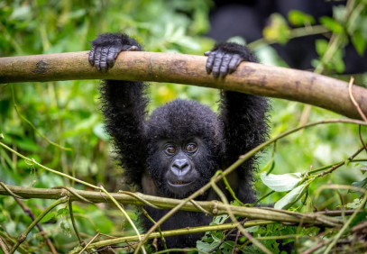 2-Day Uganda Gorilla Trekking Budget Safari
