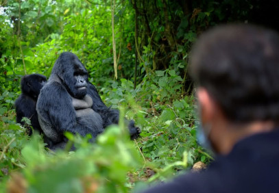 6-Day Gorillas, Chimpanzees and Wildlife Safari