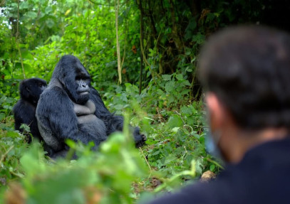 6-Day Gorillas, Chimpanzees and Wildlife Safari