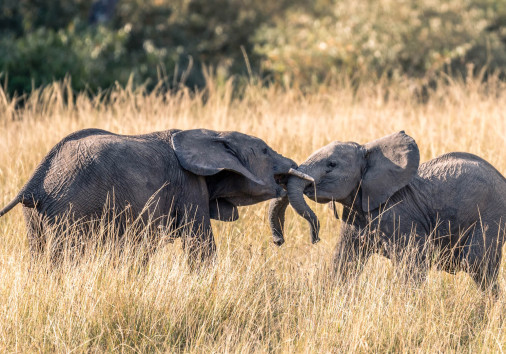 Fighting Elephants In Masai Mara Copy