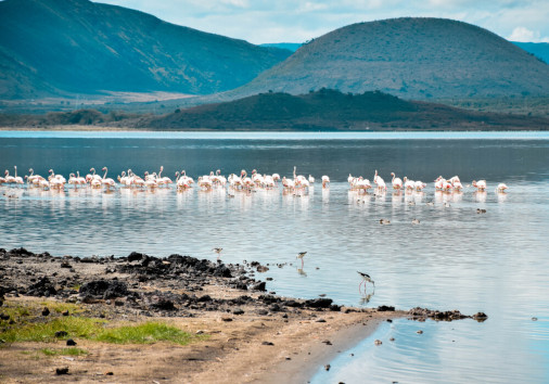 Flamingoes,in,lake,elementaita,in,nakuru,kenya