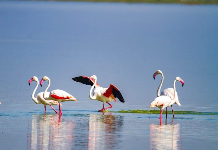 Flamingoes