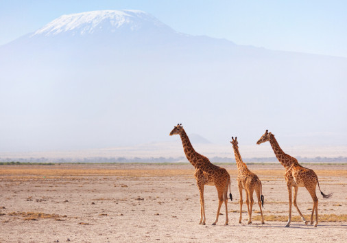 Three,giraffes,in,front,of,kilimanjaro,at,the,background,shot