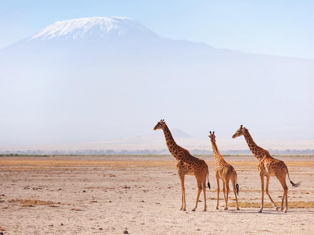 Three,giraffes,in,front,of,kilimanjaro,at,the,background,shot
