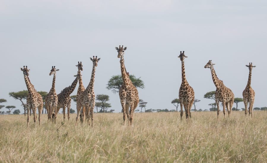 Giraffes In Masai Mara 2 Copy Copy