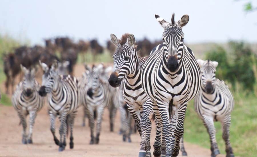 Heard Of Zebras In Maasai Mara Copy Copy