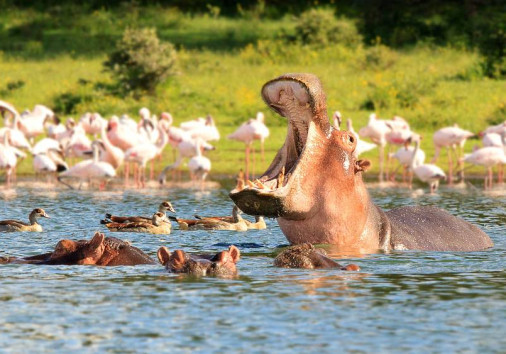 Hippo In Lake Nakuru And Naivashaa (1) Copy Copy