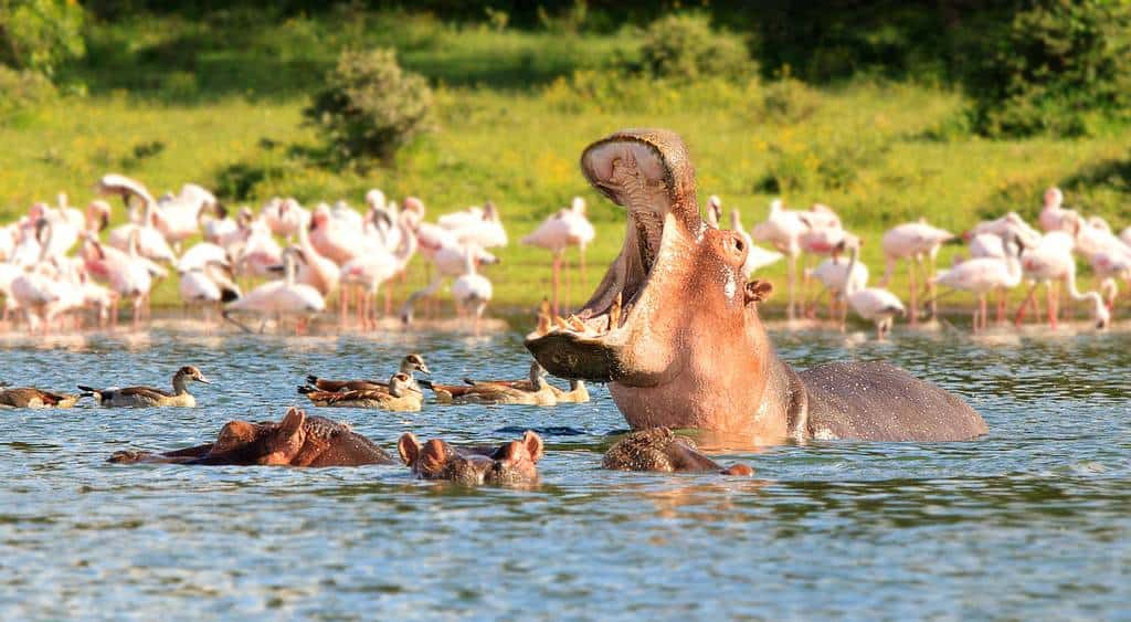 Hippo In Lake Nakuru And Naivashaa Copy Copy