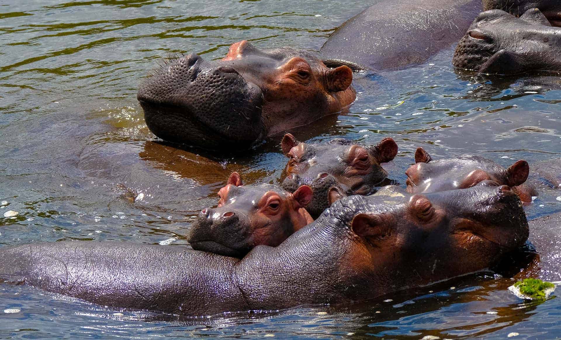 Hippos In Lake Naivasha 2 Copy Copy