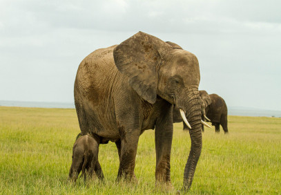 2-Day Magnificent Amboseli Safari