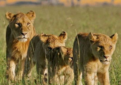 5-Day Luxury Tarangire, Ngorongoro, Serengeti & Manyara