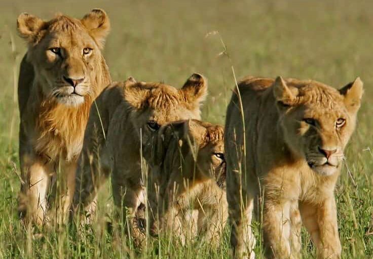 5-Day Luxury Tarangire, Ngorongoro, Serengeti & Manyara