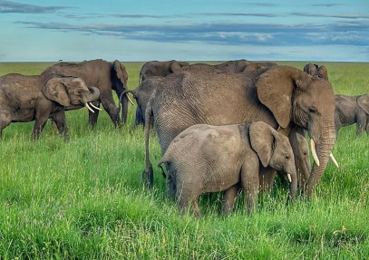 5-Day South Serengeti National Park and Ngorongoro Crater