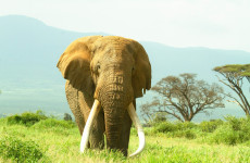 7-Day Wildlife & Outdoor Activities from Kilimanjaro