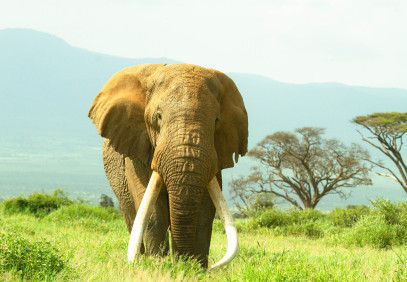 7-Day Wildlife & Outdoor Activities from Kilimanjaro