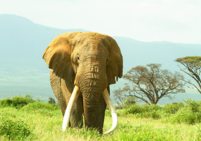 7-Day Wildlife & Outdoor Activities from Kilimanjaro