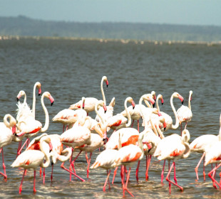 1-Day Lake Naivasha and Lake Nakuru Safari