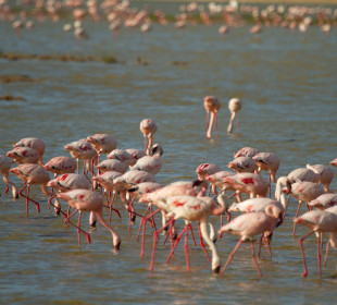 2-Day Safari to Lake Nakuru, Lake Naivasha & Hell’s Gate