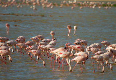 2-Day Safari to Lake Nakuru, Lake Naivasha & Hell’s Gate