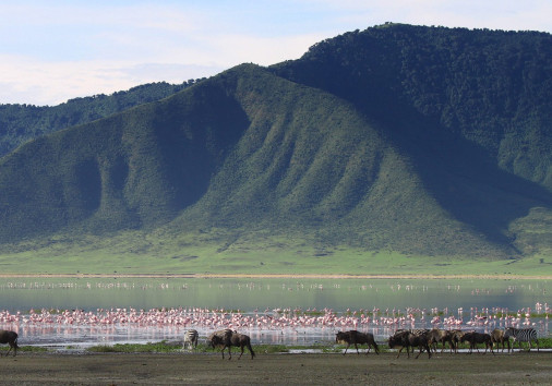 Zebras,and,wildebeests,in,the,ngorongoro,crater,,tanzania