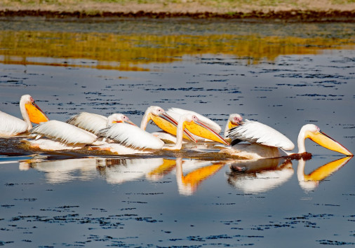 Lake Nakuru Birds Copy Copy