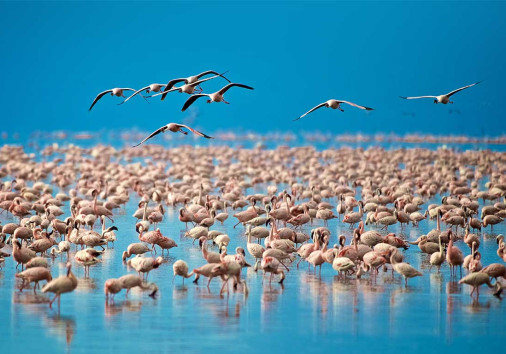 Lake Nakuru Flamingoes Copy Copy