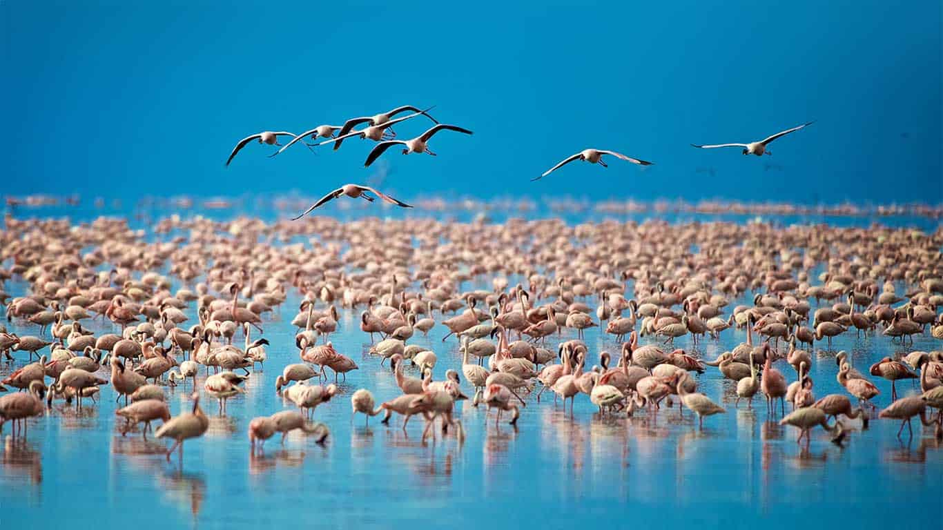 Lake Nakuru Flamingoes Copy Copy