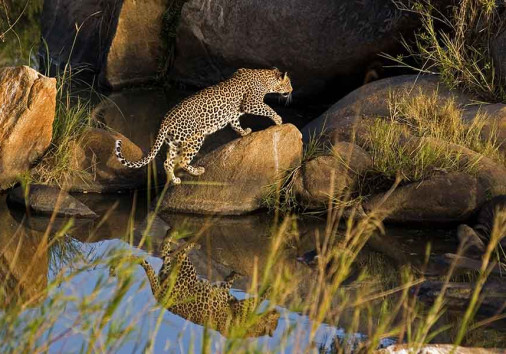 Leopard Entering Its Den Probably To See If Its Cubs Are Well Copy Copy