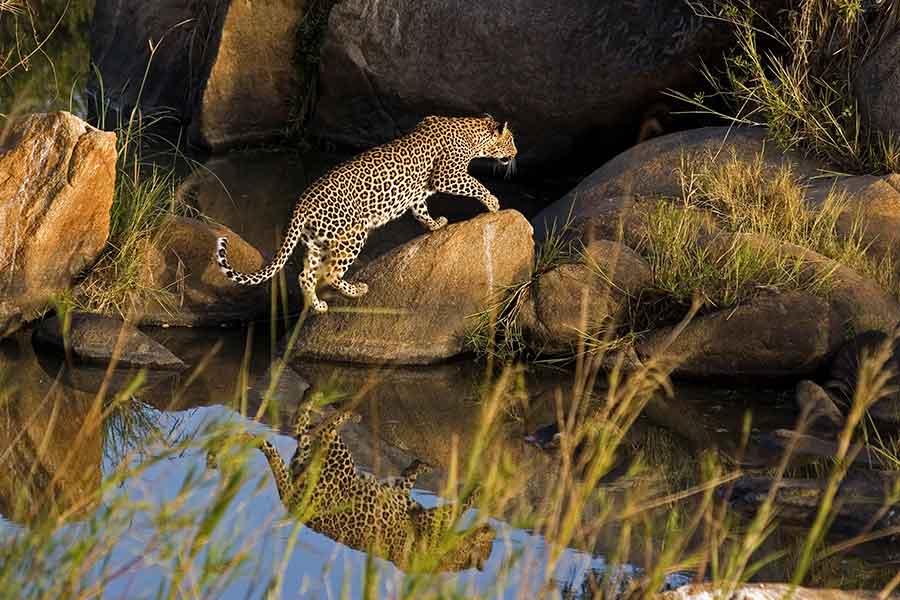 Leopard Entering Its Den Probably To See If Its Cubs Are Well Copy Copy