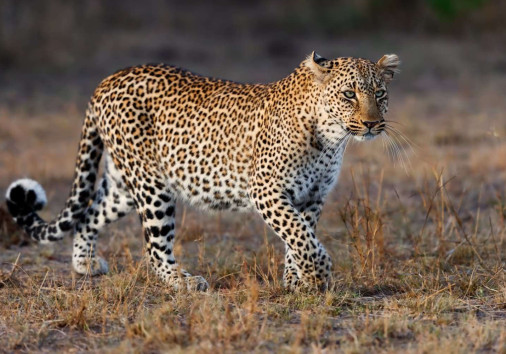 Leopard In Serengeti Copy Copy